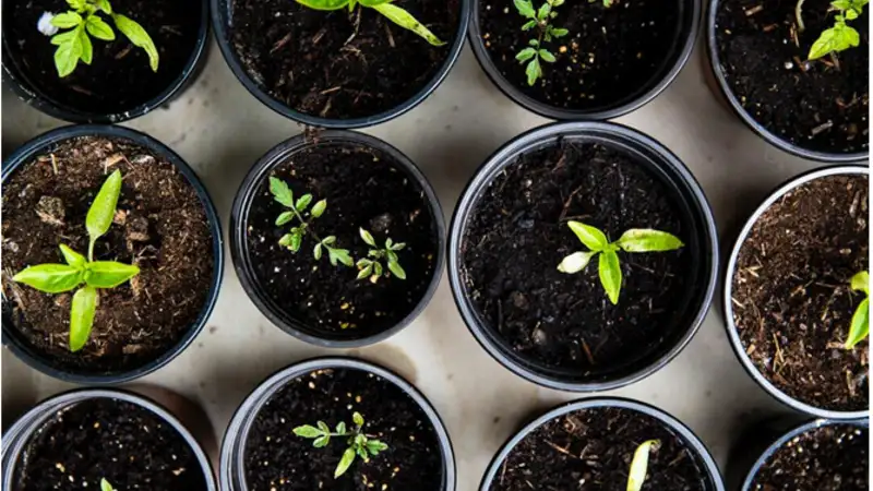 Heirloom Seeds