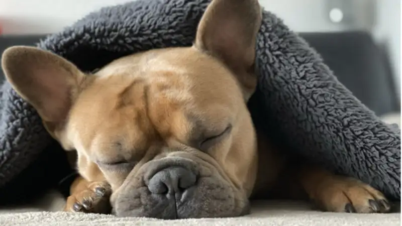 How to Choose the Perfect Pet for Enhanced Lifestyle and Well-being