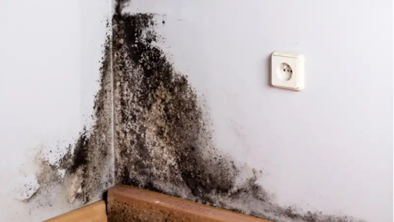 Understanding the Health Impact of Indoor Mold and How to Manage It