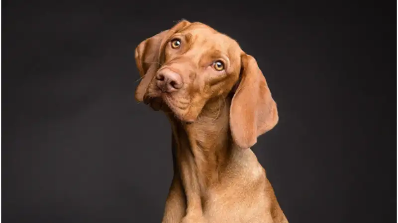 A Complete Guide to the Benefits of Spaying and Neutering Pets