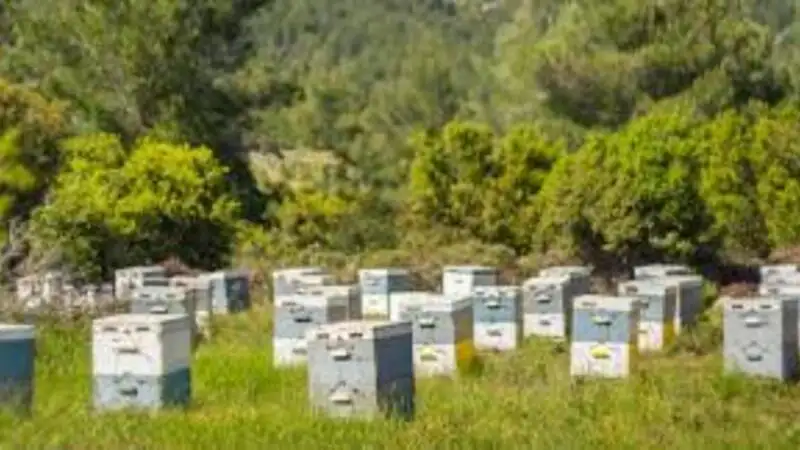 Bee Keeping A Modern Approach to an Ancient Practice