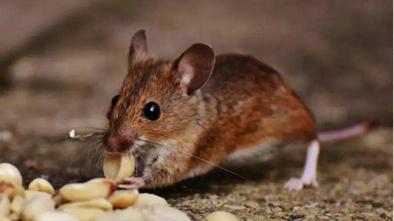 Innovative Home Solutions for Pest Prevention