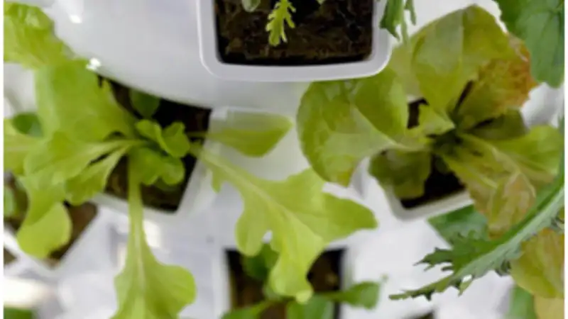 The Future of Sustainable Urban Living Aeroponic Gardens